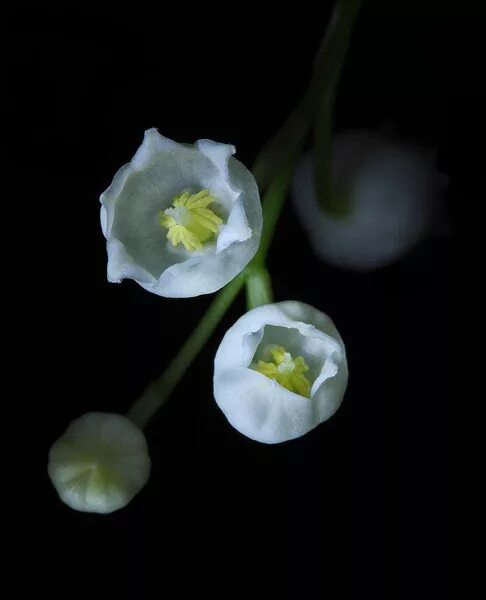 Цветы макросъемка. Ирис бутон. Купена растение. Цветы ландыши. Некоторые бутоны ландышей тоже раскрылись бурые листья.