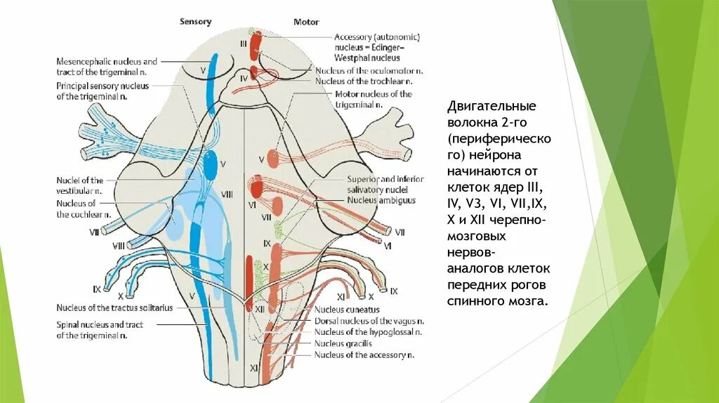 Ядра черепных нервов ствола мозга. Ядра черепно мозговых нервов схема. Схема расположения ядер черепно мозговых нервов. Расположение ядер черепных нервов схема. Расположение двигательных ядер черепно-мозговых нервов.