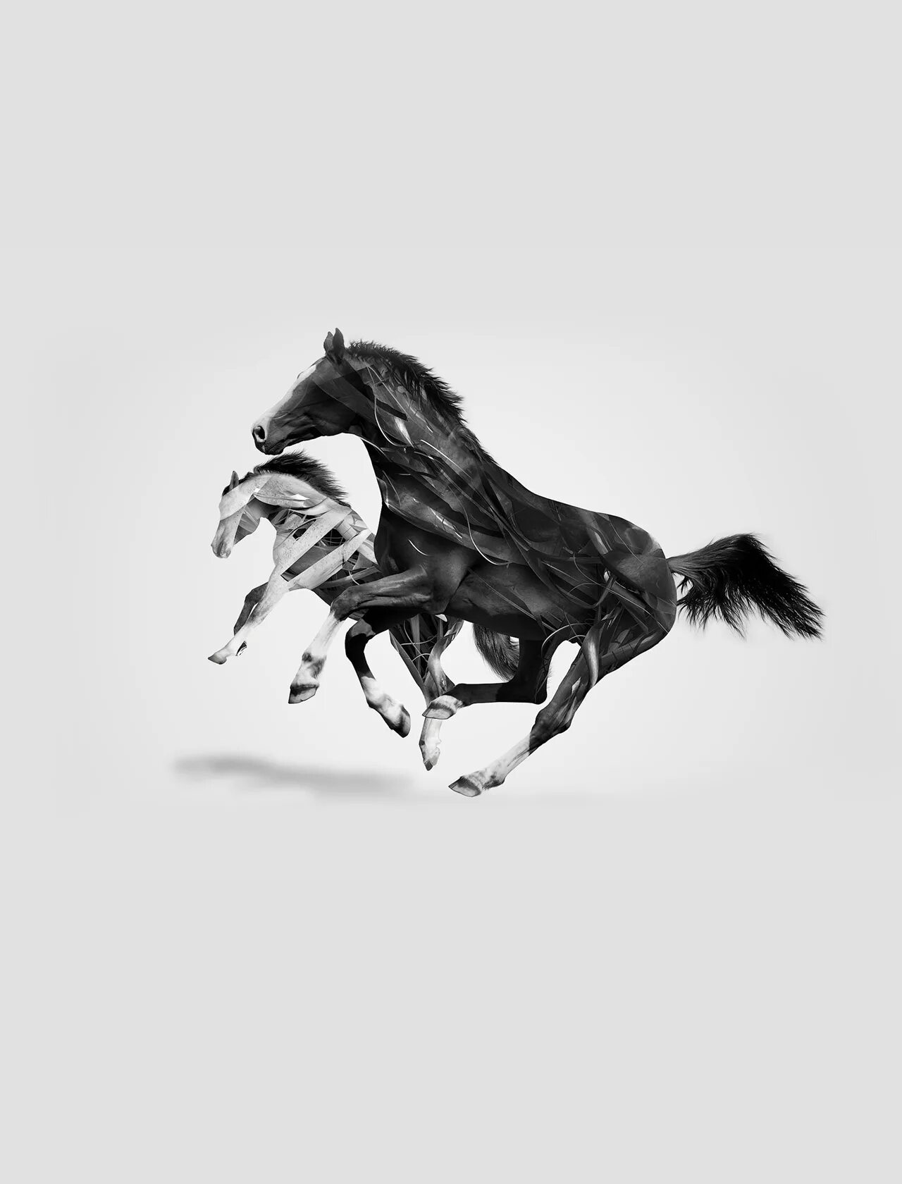 Конь на дыбах. Лошадь черно белая. Статичные обои с лошадью. Обои с лошадьми на стену.