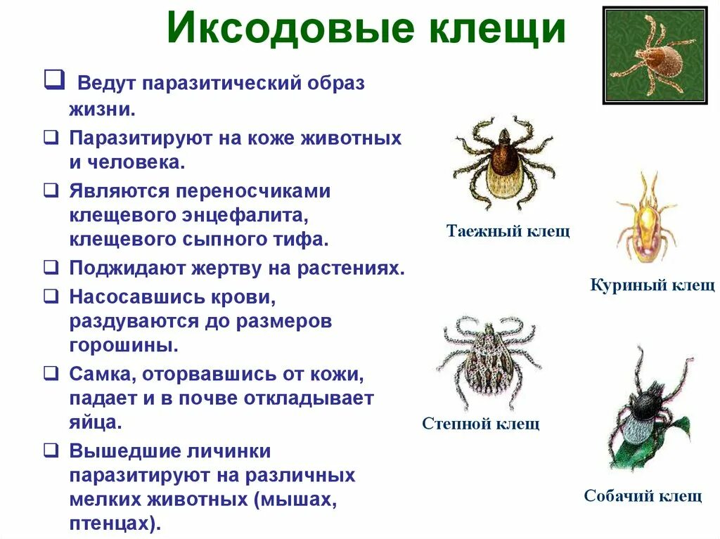 Клещ относится к паукообразным. Иксодовые клещи переносчики. Клещи животные энцефалитные иксодовые. Иксодовые клещи переносчики инфекции. Клещевой энцефалит иксодовый клещ.