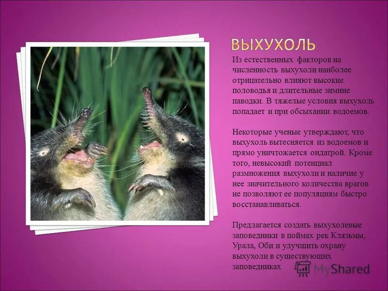 анекдот ежик выхухоль