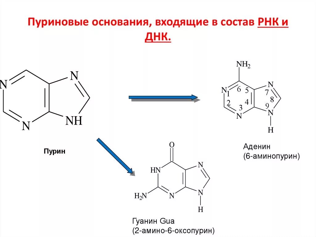 Пуриновые и пиримидиновые основания РНК. Пуриновые основания РНК. Пуриновые основания ДНК. Гетероциклические основание входящие состав РНК.