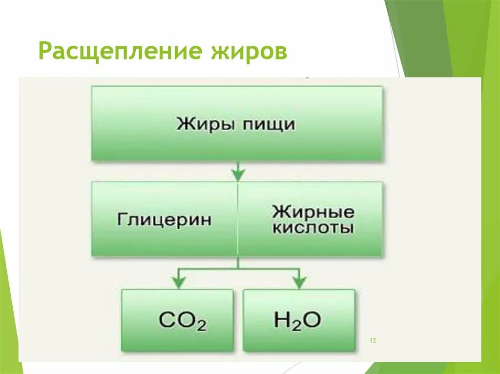 При полном распаде углеводов образуется. При полном распаде углеводов образуется