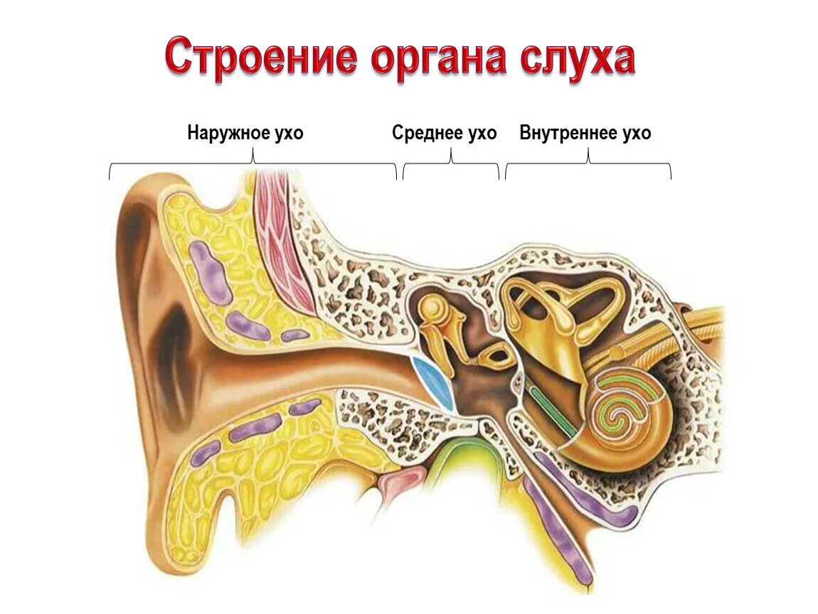 Строение уха человека. Слуховой анализатор внутреннее ухо. Анализаторы строение уха. Строение уха слуховые косточки. Какое значение органа слуха