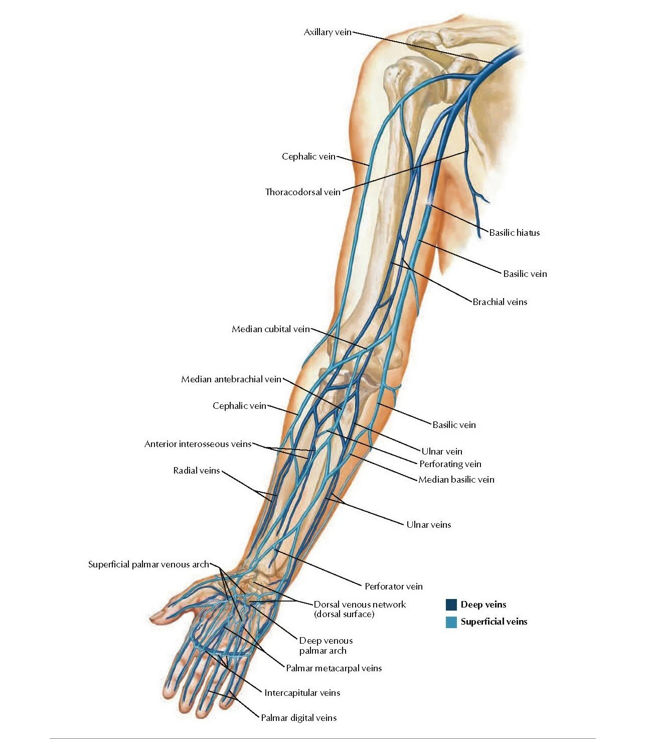 Вена basilic Vein. Вены верхней конечности анатомия. Вены верхней конечности анатомия схема. Кровоснабжение верхней конечности вены.