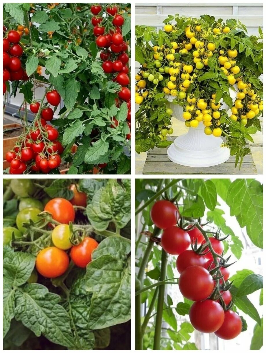 Семена томатов для балкона. Томат балконный красный f1. Балконные томаты черри. Томат черри балконный красный.