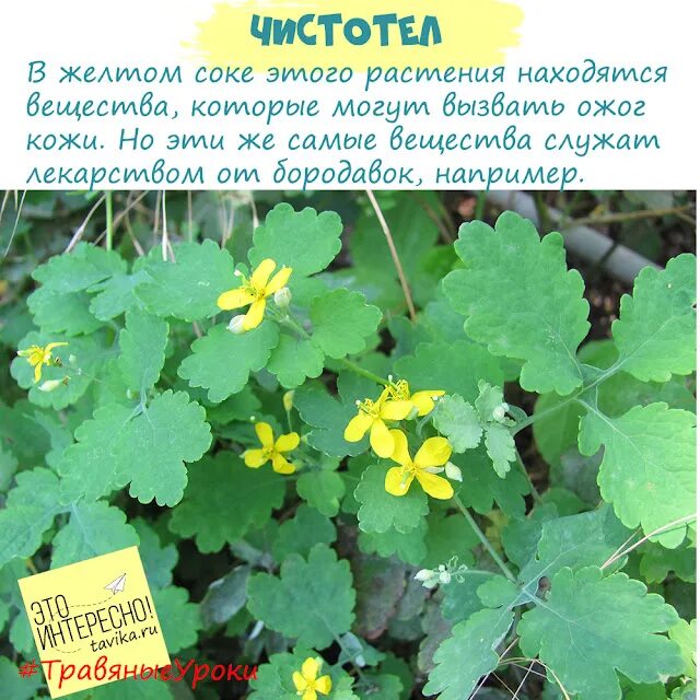 Что удаляют чистотелом