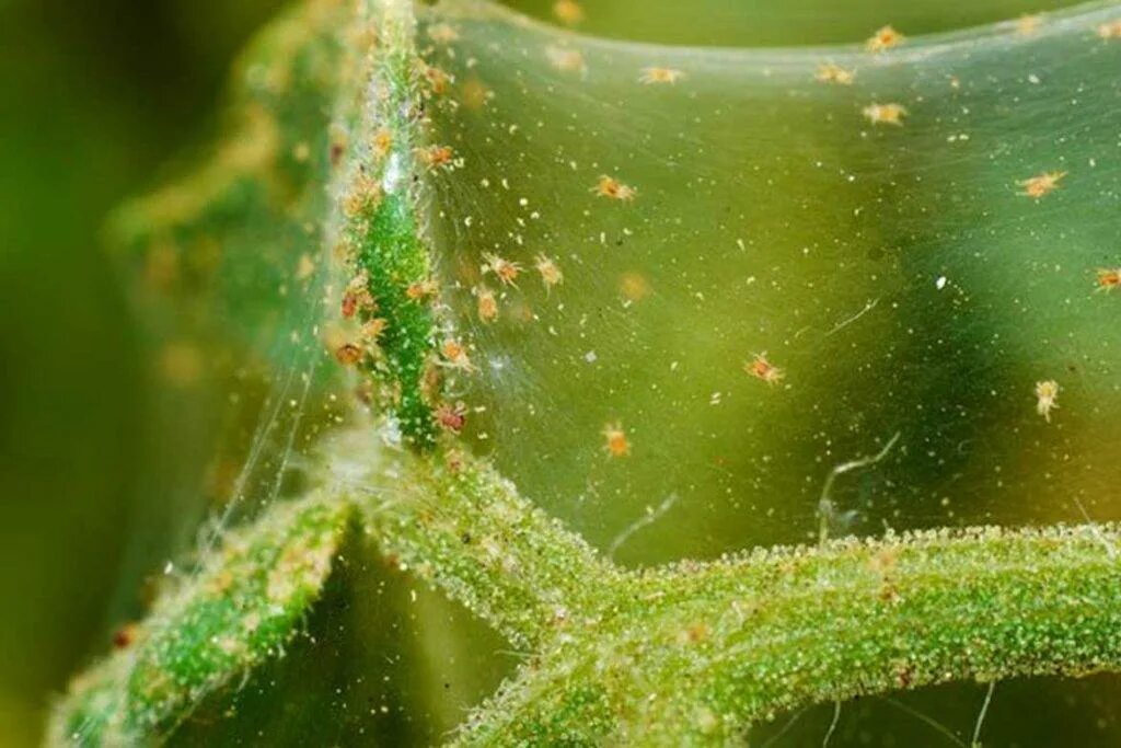 Вредители баклажанов паутинный клещ. Вредители паутинный клещ. Tetranychus cinnabarinus. Вредители паутинный клещ. Тли трипсы паутинный клещ.