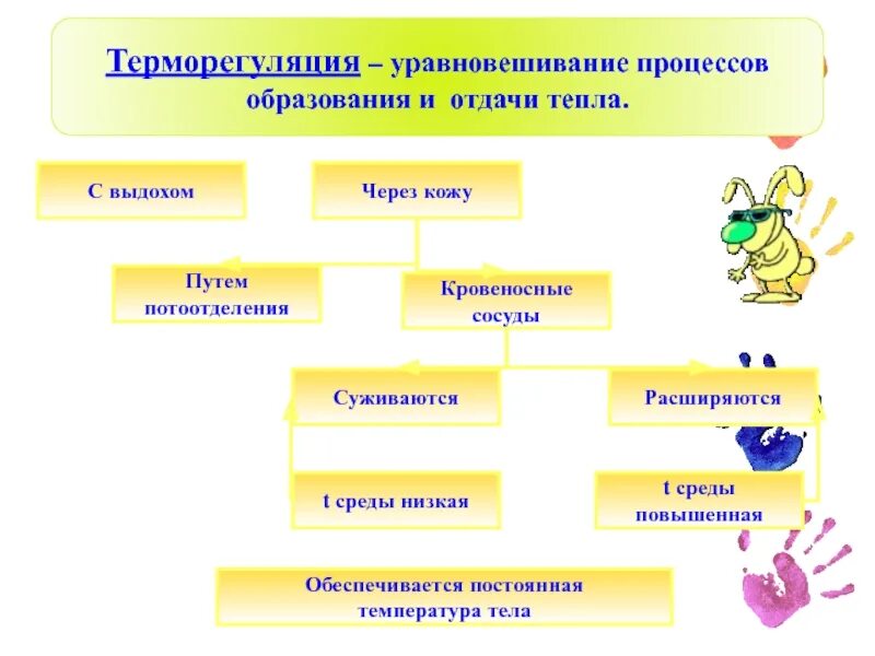 Функции терморегуляции. Уравновешивание процессов образования и отдачи тепла. Терморегуляция структура. Терморегуляция процесс образования тепла и отдачи тепла. Роль кожи в процессах терморегуляции