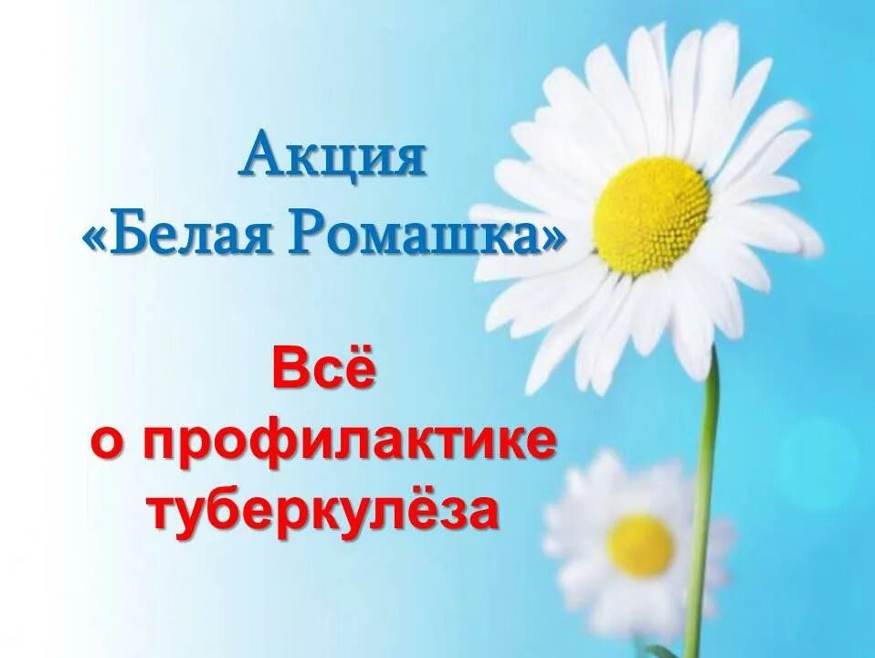 Всемирный день туберкулеза 2024 год. Всемирный день борьбы с туберкулезом. Всемирный день туберкулеза. Акция белая Ромашка.