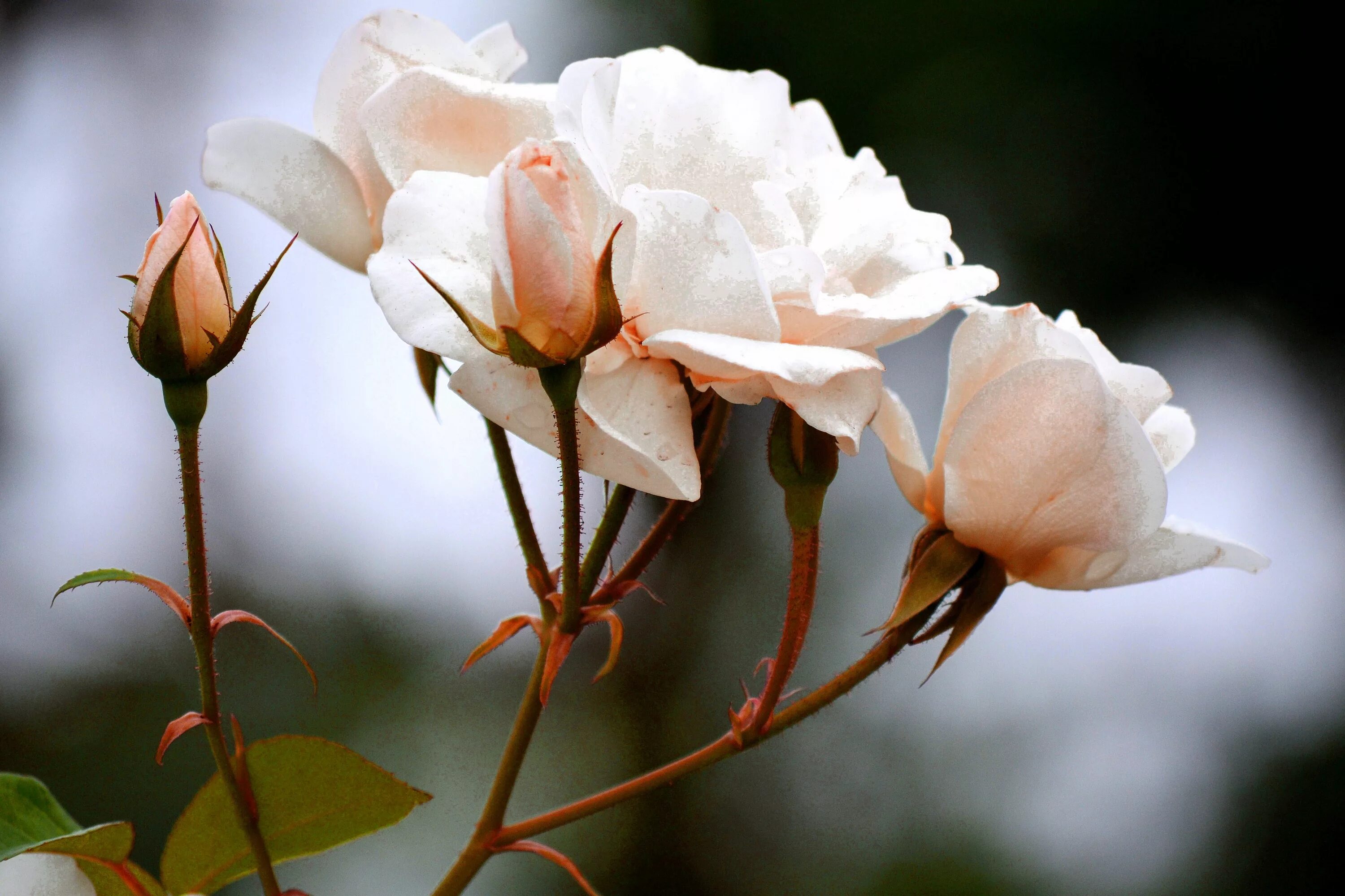 Бутон белой розы. Бутон соцветие розы. Розы крупные бутоны. Цветы с большими бутонами. Розы снизу