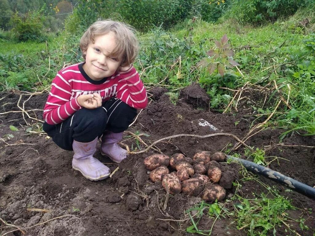 Копать картошку можно. Копка картофеля. копать картошку. копание картофеля. картошка на даче.
