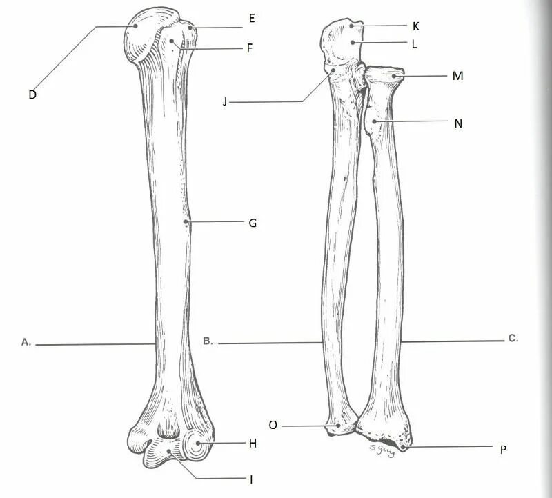 Плечевая кость и локтевая кость. Кости предплечья анатомия. Radius Ulna анатомия. Кости предплечья лучевая кость.
