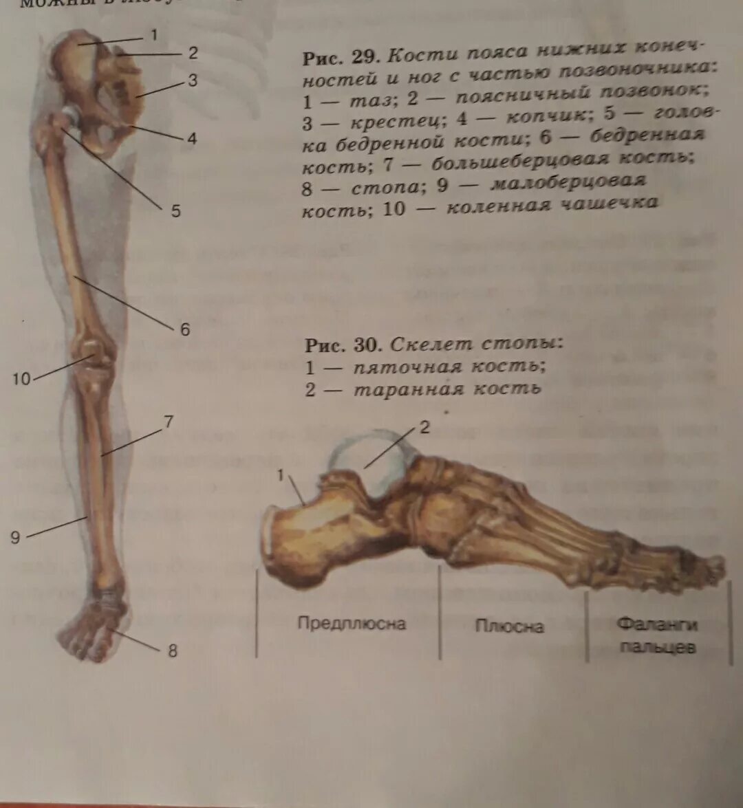 Большая берцовая кость скелет. Самая большая кость в скелете человека. Локтевая и лучевая кость тазовая кость. Локтевая малая берцовая лучевая. Скелет человека бедро