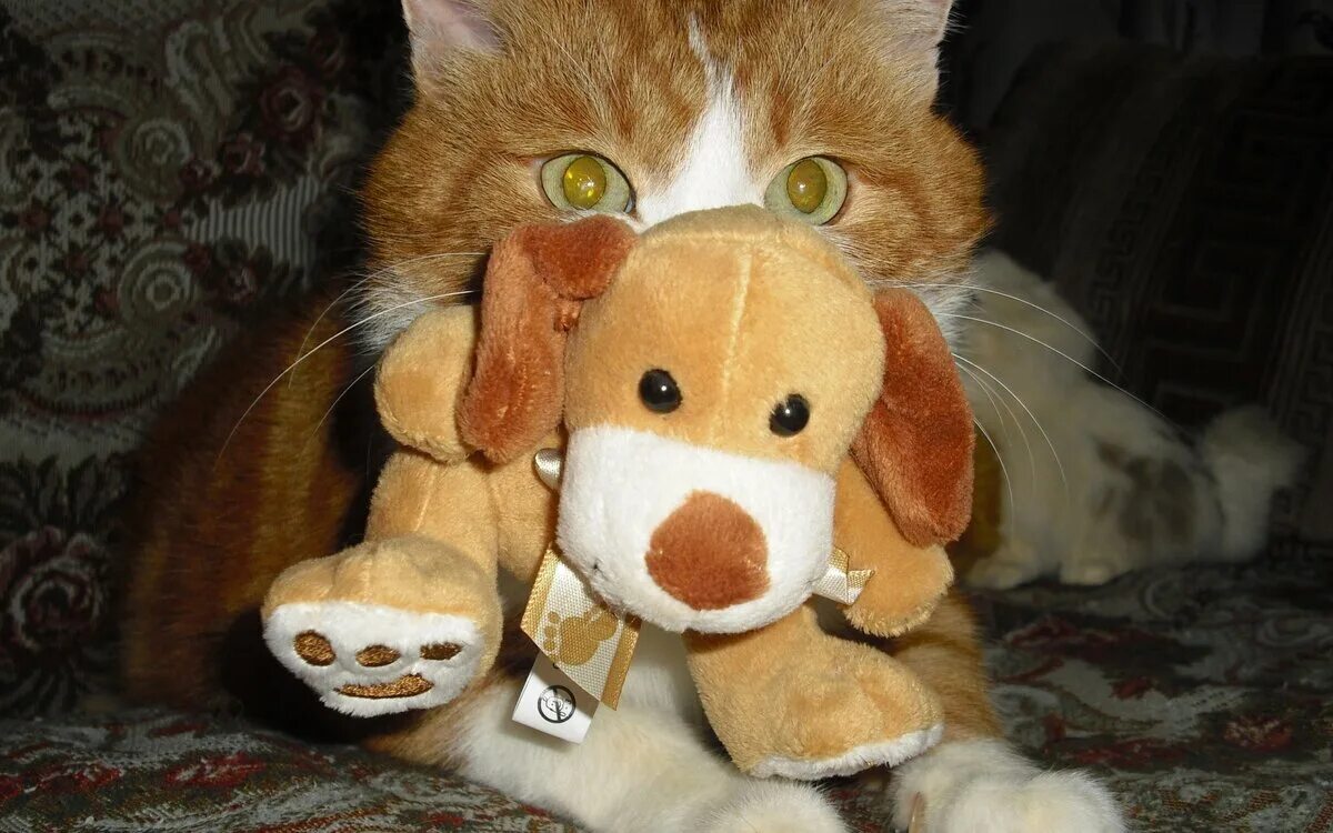 Кот играет с игрушкой. Игрушка котик. мягкие игрушки котики и собачки. игрушка «котенок». игрушка для кошки.