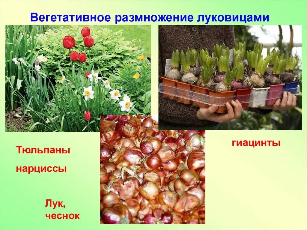 Как размножить тюльпаны луковицами. Вегетативное размножение луковицы тюльпана. размножение луковицами(тюльпан,лук,лилии, чеснок). тюльпаны размножаются.
