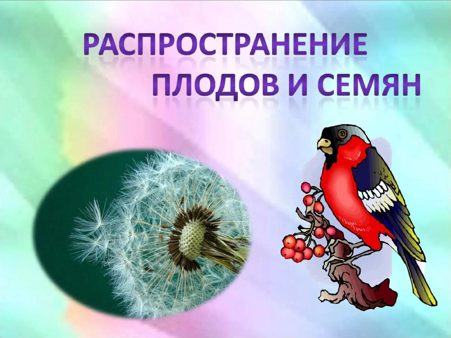 Распространение семян неживой природы. Плоды распространение плодов и семян. Распространение животных и растений. Распространение плодов и семян 6 класс. Распространение плодов и семян в природе.