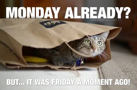 The cat is very