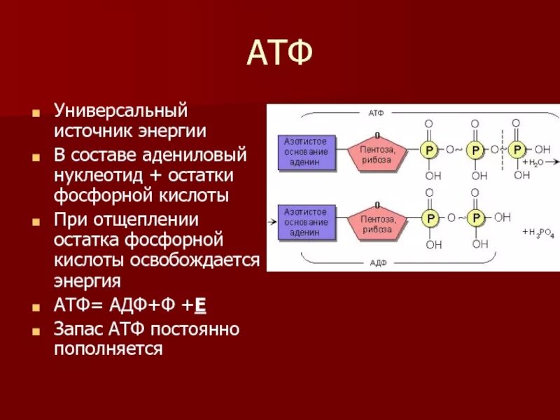 АТФ универсальный источник энергии. Аденозинтрифосфат энергия АТФ АДФ. Химическое строение АТФ. Химическая структура АТФ.