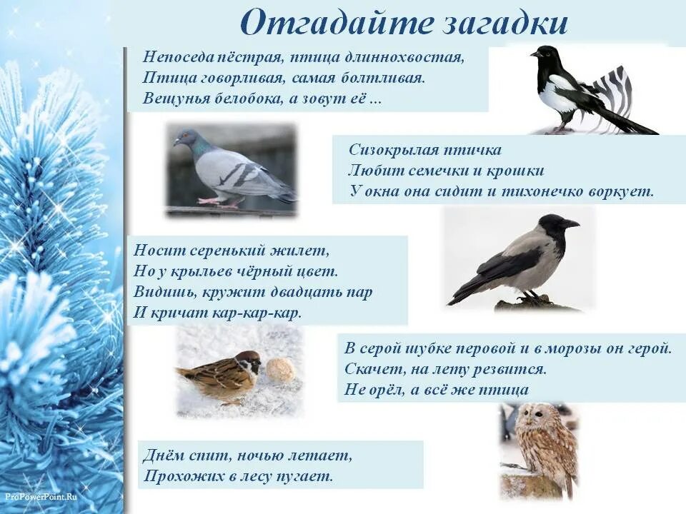 Загадки о зимующих птицах для детей 5-6. Загадки про птиц для детей 4-5. Загадка про зимующих птиц для детей 6-7. Загадки про птиц для дошкольников.