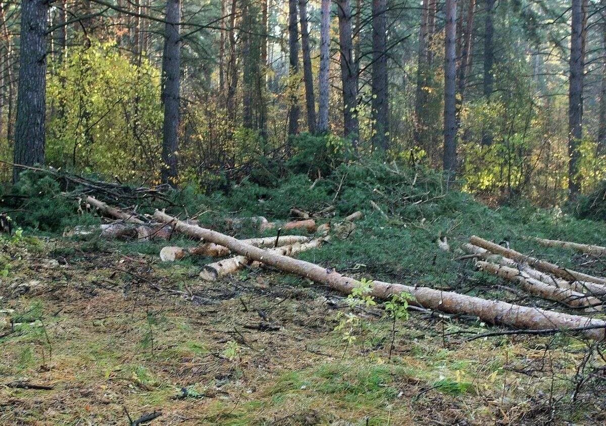 Воровство леса. Вырубка соснового леса. воруют лес.