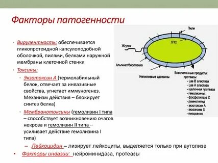 Коронавирус относятся к группе патогенности