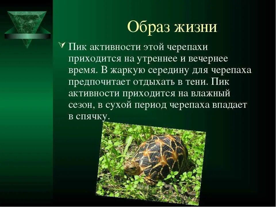 Значение черепахи в природе и жизни человека. Образ жизни черепах. Образ жизни пресмыкающихся. Черепахи биология. Образ жизни черепах кратко.