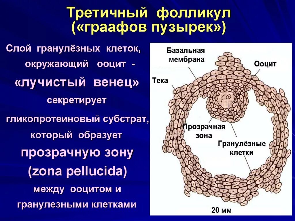 Граафов пузырек яичника. Гранулезные клетки фолликулов яичника. ТЕКА клетки яичника. Третичный фолликул и граафов пузырёк. Строение фолликула.