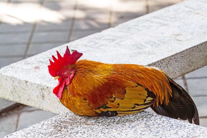 Петушок спит картинки. Куры спят. Спящий петушок. Петух спит. Сонный петух.