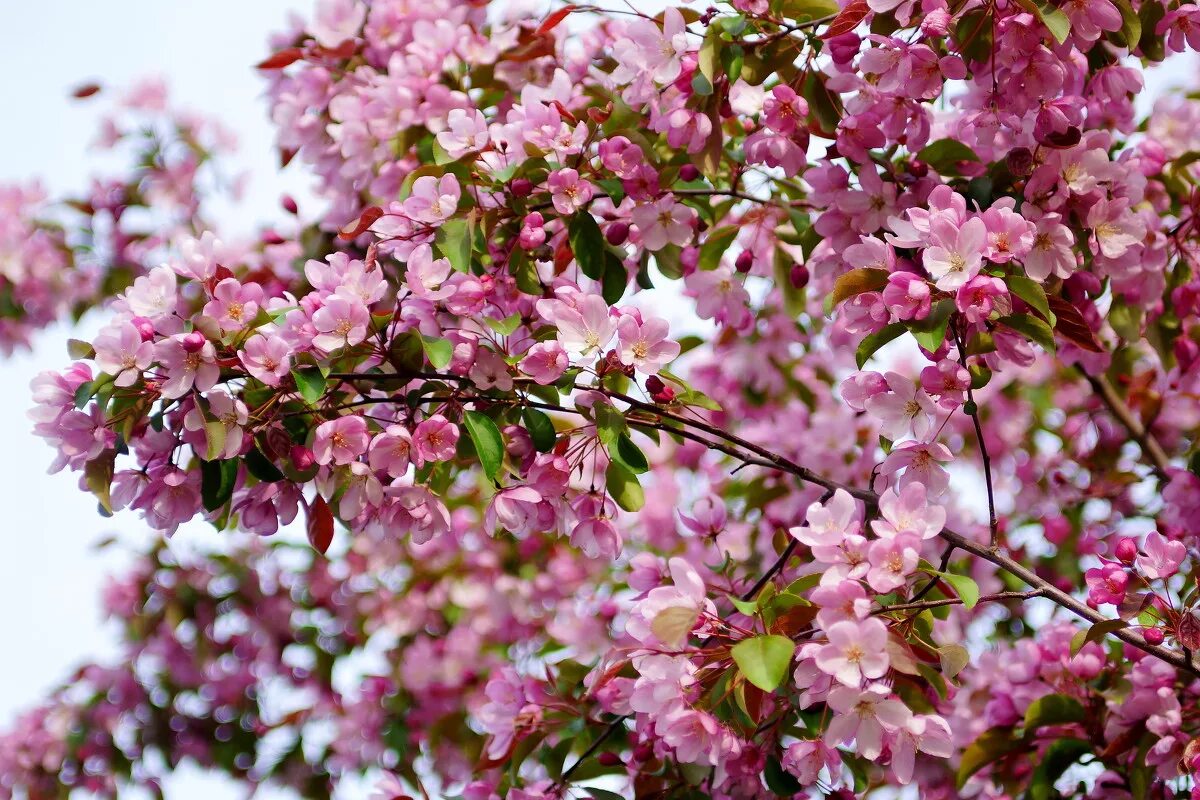 жасминовая яблоня. белая яблоня в цвету. яблоневый сад яблоня цветет. яблоня цветет видео. цветение яблони пржевальского.
