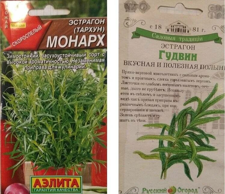 Как посадить эстрагон на рассаду. Тархун эстрагон семена. эстрагон монарх. эстрагон монарх рассада.