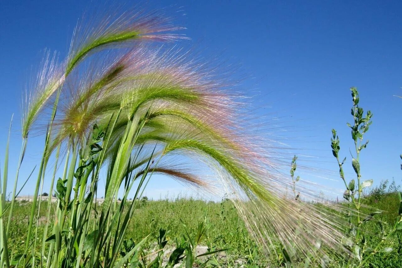 Ковыль трава Степная. Ковыль (Stipa). Ковыль Сарептский. Поле ковыль перистый.