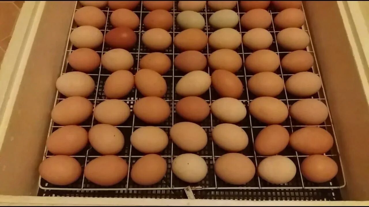 Куплю яйца кур для инкубатора. Решётка для утиных яиц в инкубатор Несушка би 2. Инкубатор Несушка 70 яиц. Закладка яиц в инкубатор Несушка. Закладка яиц в инкубатор Несушка 77 куриных яиц.