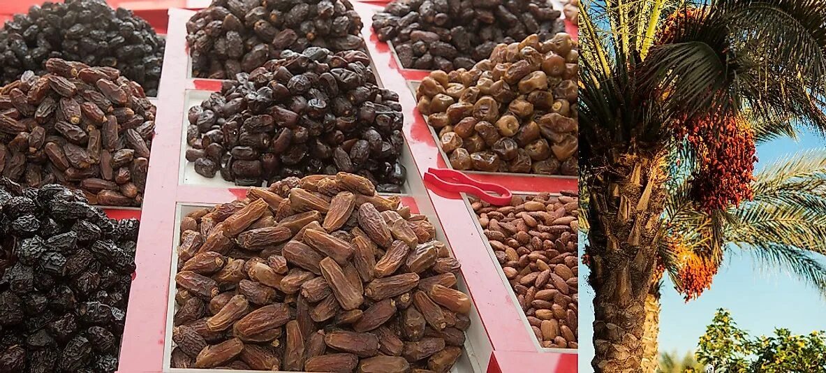 Финики страны производители. Финики бархи. Финики Fresh Dates. Рабби финики. Хадрави финики.