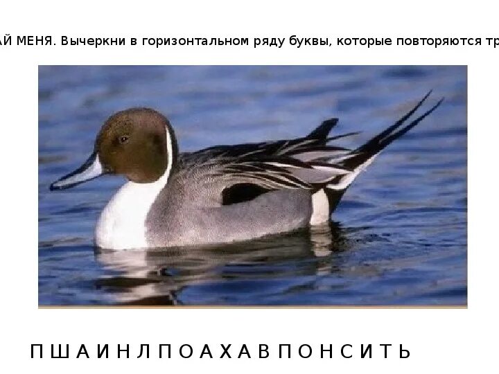 Утка с черно белым оперением. Птица на букву ч. Южная водоплавающая птица 8 букв. Водоплавающие птицы. Утка нырок с хохолком.