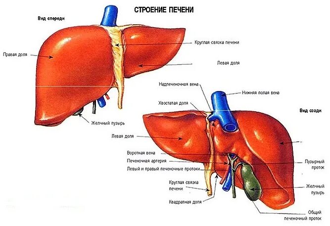 Сердце желчный пузырь. Печень анатомия человека. Строение печени человека схема. Внутреннее строение печени анатомия. Внешнее строение печени.