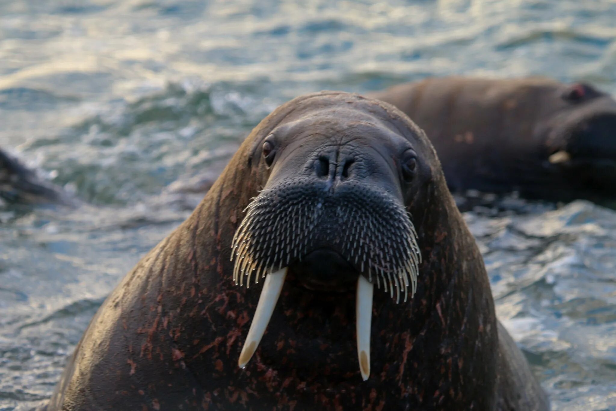 Звук моржа. Ластоногие моржи. Лаптевский морж. Ластоногие хищники. Морж сивуч.