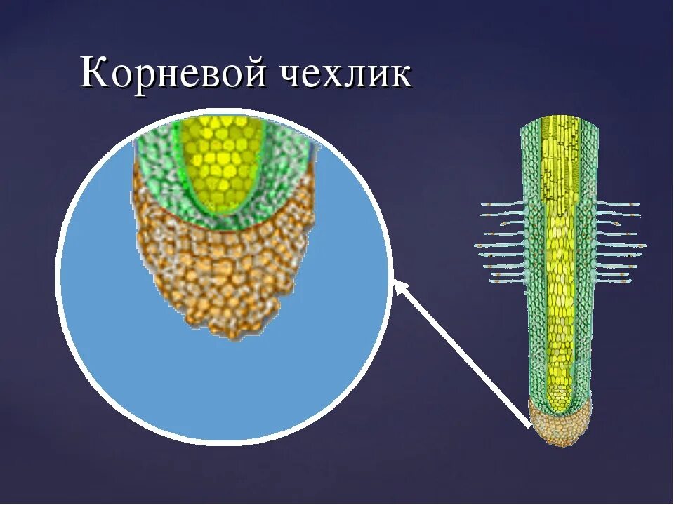 Корневой чехлик строение. Строение корня чехлик. Образовательная ткань корня чехлик. Строение чехлика корня.