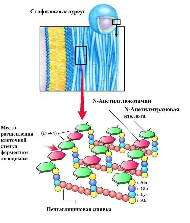 Клеточная стенка состоит из пептидогликана. Синтез муреина. Клеточная стенка стафилококка. Клеточная стенка бактерий лизоцим. Стенка бактерии пептидогликана.