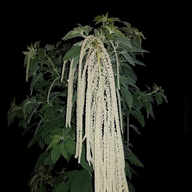 Амарант белый. Амарант щирица белый. Amaranthus caudatus. Амарант хвостатый семена. Амарант изумрудный хвостатый.
