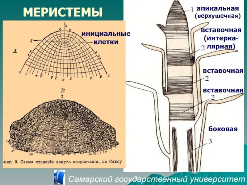 Меристематические ткани растений. Образовательная ткань растений меристема. Строение вставочной меристемы. Апикальная меристема стебля. Вставочные меристемы (интеркалярные).