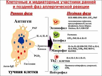 Поздняя аллергическая реакция