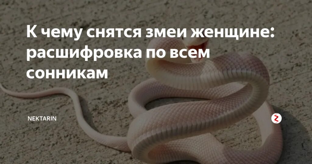 К чему приснилась змея во сне женщине. Сонник к чему снится змея. К чему снятся змеи. К чему снятся змеи женщине сонник. Сон змеи к чему снятся змеи женщине.