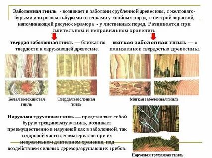 Содержание понятия заболонная древесина
