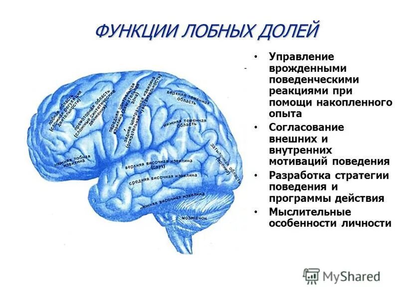 Две коры головного мозга. Функции лобной доли головного мозга.