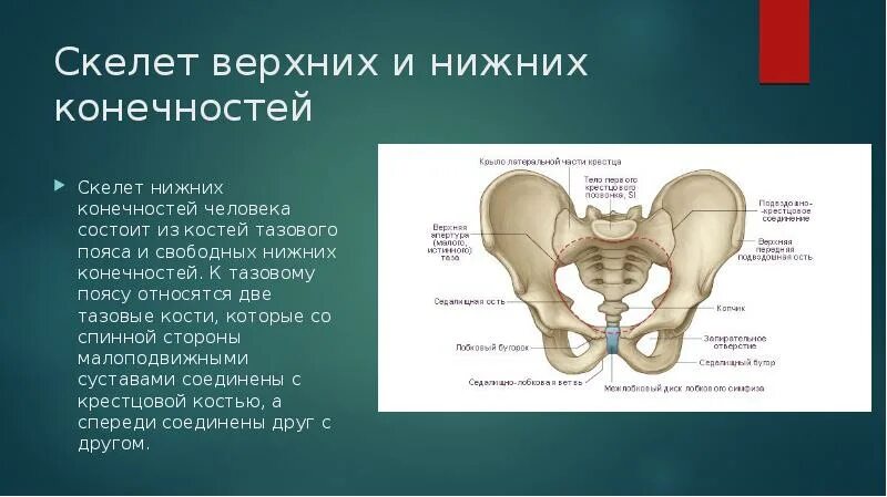 Скелет пояса нижних конечностей. Строение костей тазового пояса. Тазовый пояс нижних конечностей. Скелет тазового пояса и нижних конечностей.