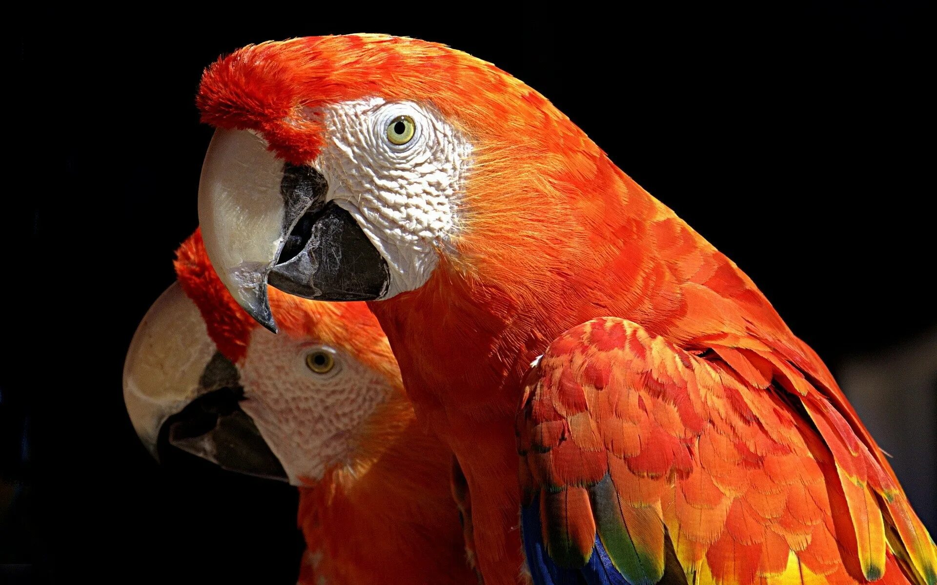 Какаду оранжевый. Попугай Какаду оранжевый. Попугай ара оранжевый. Роскошный баррабандов попугай. Попугай Макао зеленовато оранжевый.