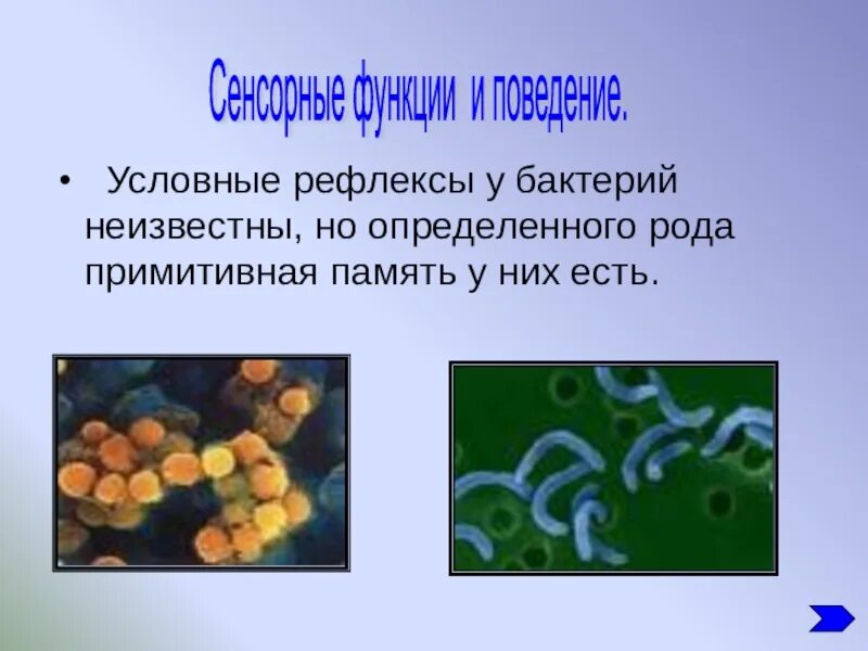 Презентация многообразие бактерий и вирусов. Разнообразие бактерий. Разнообразие бактерий по форме. Многообразие бактерий 5 класс. Открыватель бактерий.