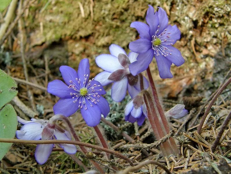 Печеночница благородная (перелеска). Печеночница hepatica Merlin. Печеночница или перелеска. Печеночница желтая. Печеночница благородная описание