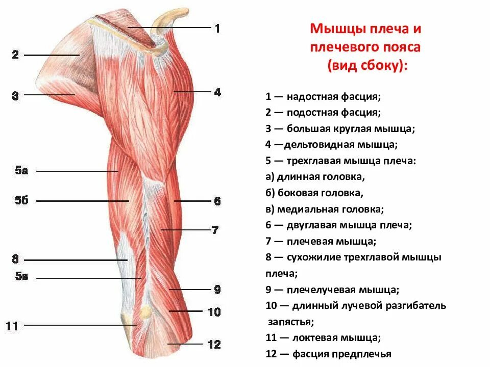 Как называется мышца плеча. Строение мышц плеча спереди. поверхностные мышцы верхних конечностей вид спереди. мышцы плечевого пояса. мышцы свободной верхней конечности.